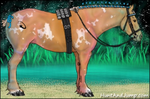 Horse Color:White Spotted Palomino 