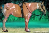 Horse Color:White Spotted Chestnut 