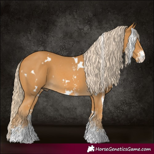 Horse Color:White Spotted Palomino Sabino