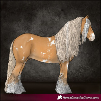 Horse Color:White Spotted Palomino Sabino 