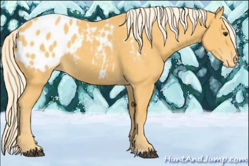 Horse Color:Palomino Appaloosa 