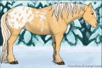 Horse Color:Palomino Appaloosa 