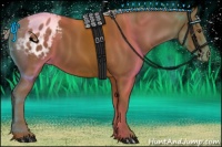 Horse Color:Chocolate Palomino Appaloosa