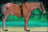 Horse Color:Chestnut Appaloosa