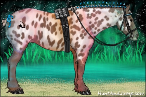 Horse Color:Silver Black Appaloosa 