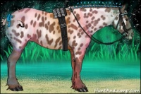 Horse Color:Silver Black Appaloosa 