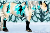 Horse Color:White Spotted Palomino 