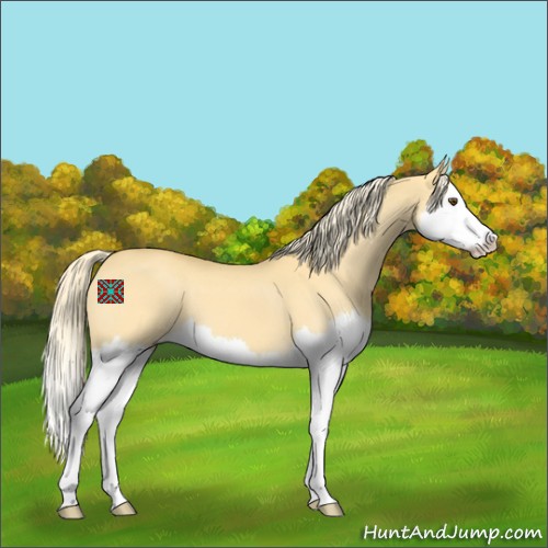 Horse Color:Palomino Dun Splash 