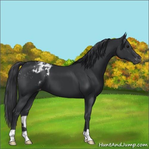 Horse Color:Black Appaloosa 