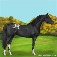 Horse Color:Black Appaloosa