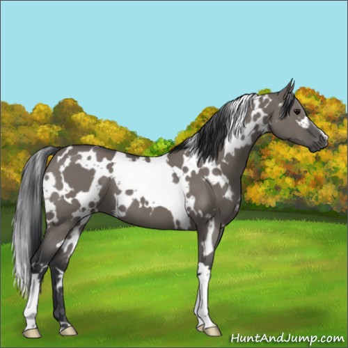 Horse Color:White Spotted Grullo 