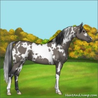 Horse Color:White Spotted Grullo