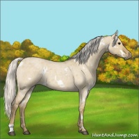 Horse Color:White Spotted Silver Smoky Grullo Roan 