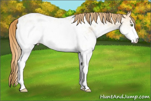 Horse Color:White Spotted Gold Champagne Dun Appaloosa 