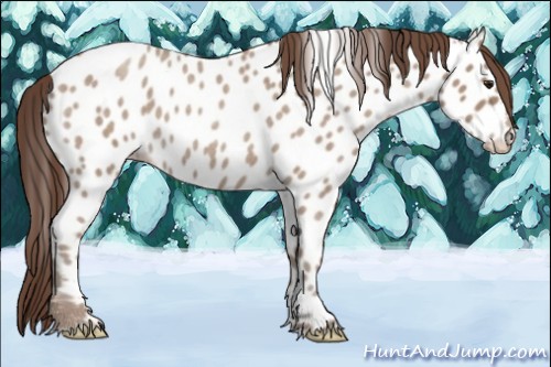 Horse Color:Classic Champagne Roan Appaloosa Rabicano 