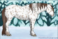 Horse Color:Classic Champagne Roan Appaloosa Rabicano 