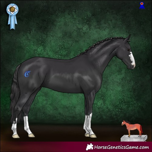 Horse Color:Black 