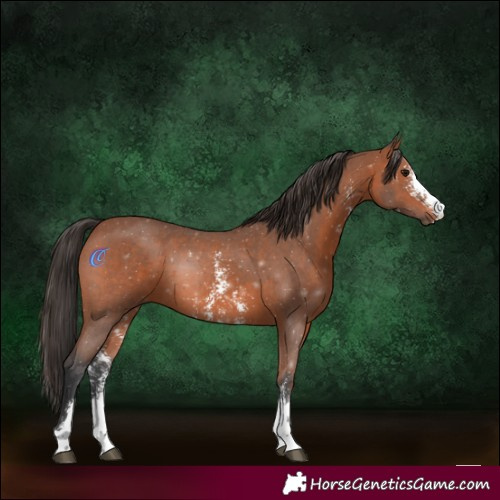 Horse Color:Bay Sabino 