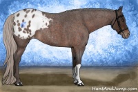 Horse Color:Silver Brown Roan Appaloosa 