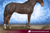 Horse Color:Liver Chestnut Appaloosa