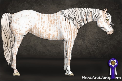 Horse Color:Silver Amber Champagne Varnish  and Amber Cream Champagne Sabino Near Leopard 