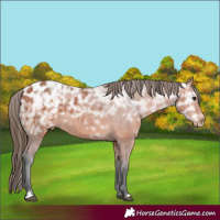 Horse Color:Bay Ice Appaloosa 