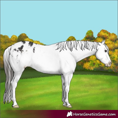 Horse Color:White Spotted Brown Appaloosa 