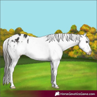 Horse Color:White Spotted Brown Appaloosa 