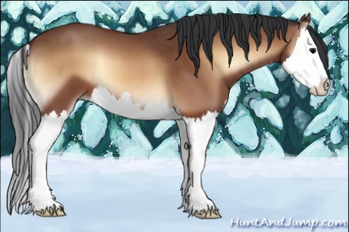 Horse Color:Bay Roan Onyx Splash