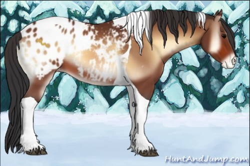 Horse Color:Bay Onyx Tobiano Appaloosa 