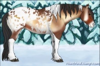 Horse Color:Bay Onyx Tobiano Appaloosa 