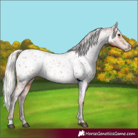Horse Color:Silver Bay Appaloosa Rabicano 