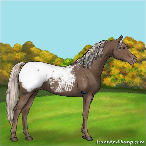 Horse Color:Silver Black Snowcap Rabicano