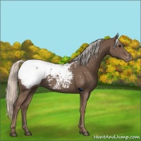 Horse Color:Silver Black Appaloosa Rabicano 