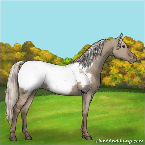 Horse Color:Silver Grullo Snowcap Rabicano