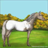 Horse Color:Silver Grullo Snowcap Rabicano 
