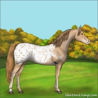 Horse Color:Chestnut Pearl Appaloosa Rabicano