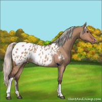 Horse Color:Silver Brown Dun Appaloosa Rabicano 