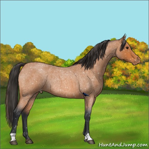 Horse Color:Bay Roan Appaloosa Rabicano 