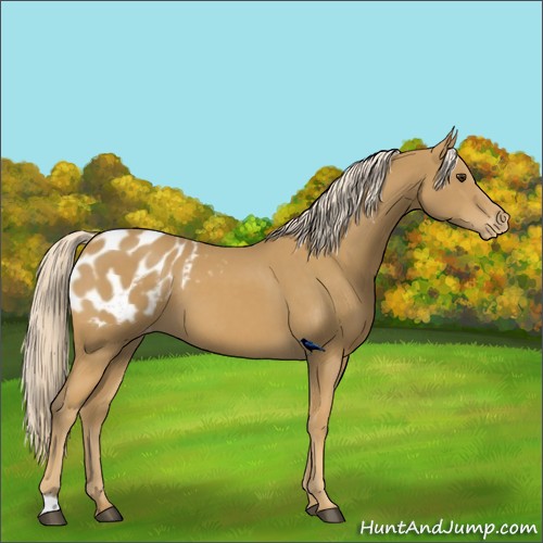 Horse Color:Palomino Appaloosa 