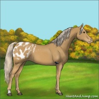 Horse Color:Palomino Appaloosa 