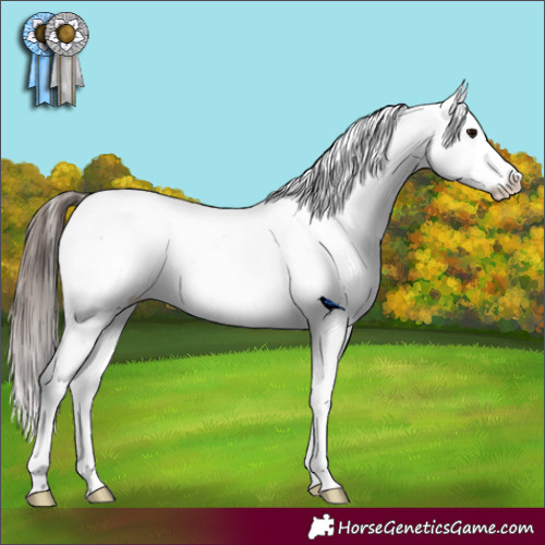 Horse Color:Brown Appaloosa 