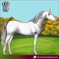 Horse Color:Brown Appaloosa
