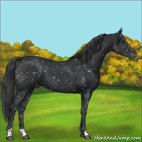 Horse Color:Black Appaloosa 