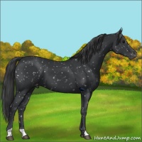 Horse Color:Black Appaloosa 