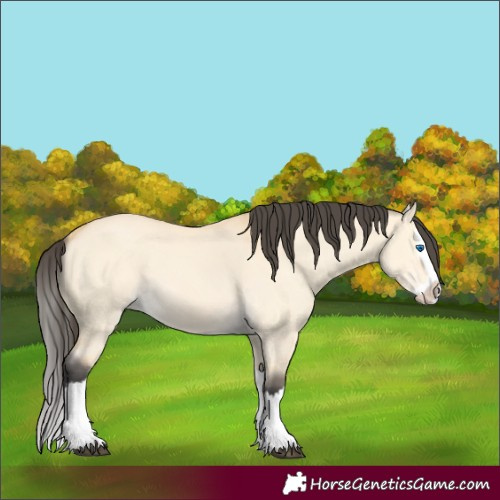 Horse Color:Buckskin Dun Splash 