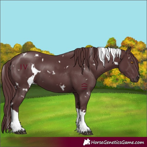 Horse Color:White Spotted Chocolate Black Tobiano 