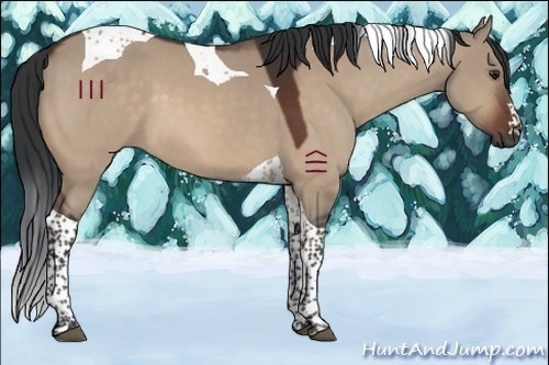 Horse Color:Brown Dun Tobiano