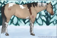 Horse Color:Brown Dun Tobiano 