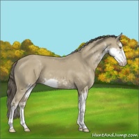 Horse Color:Classic Cream Champagne Sabino 